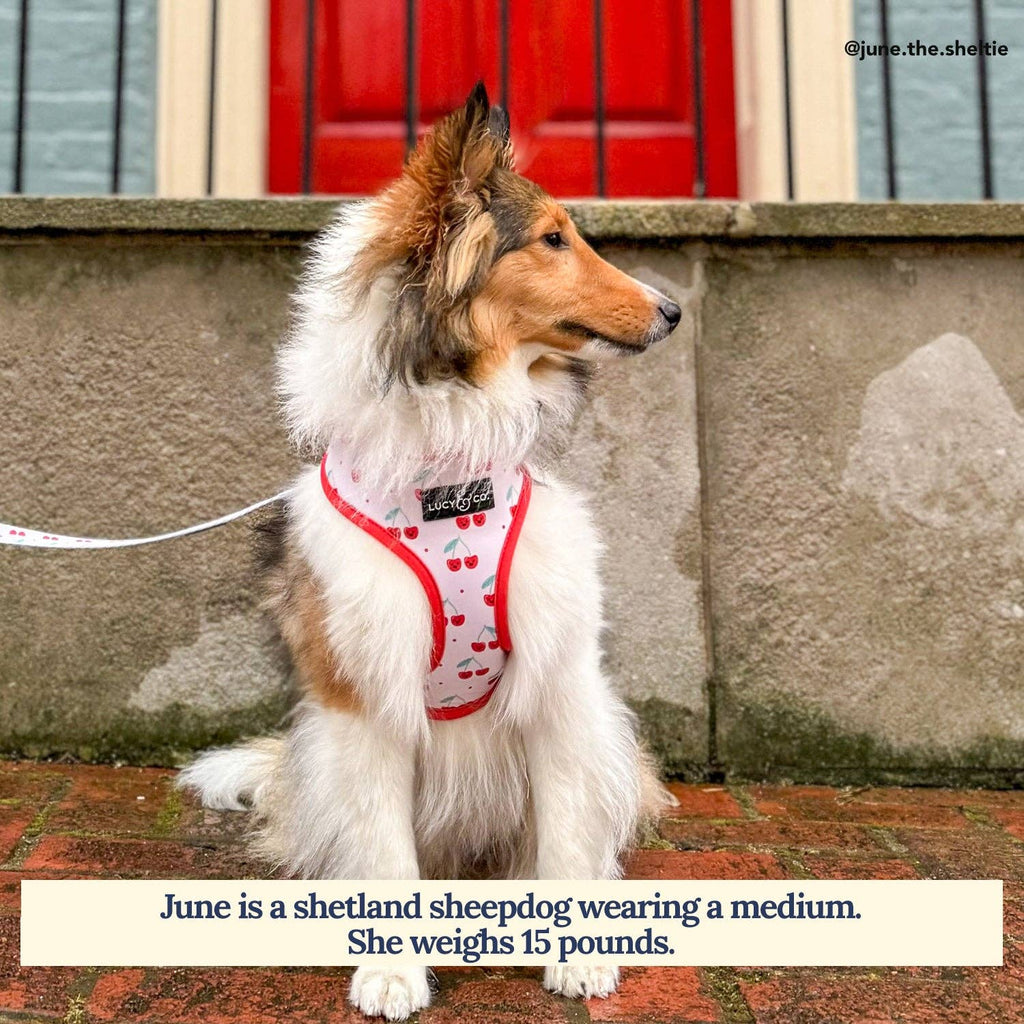 Cheery Cherries Reversible Dog Harness