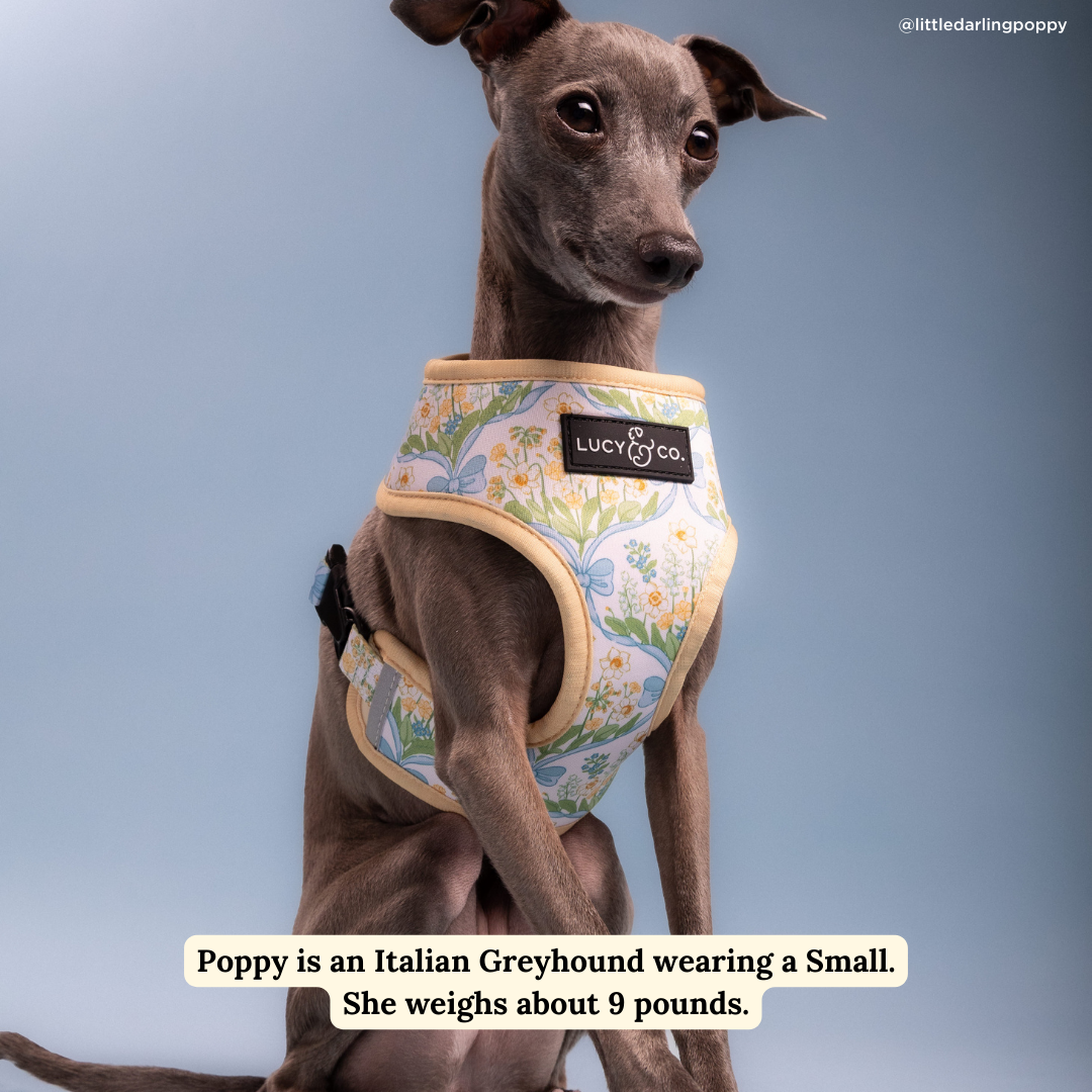 Sunshine and Daffodils Reversible Dog Harness