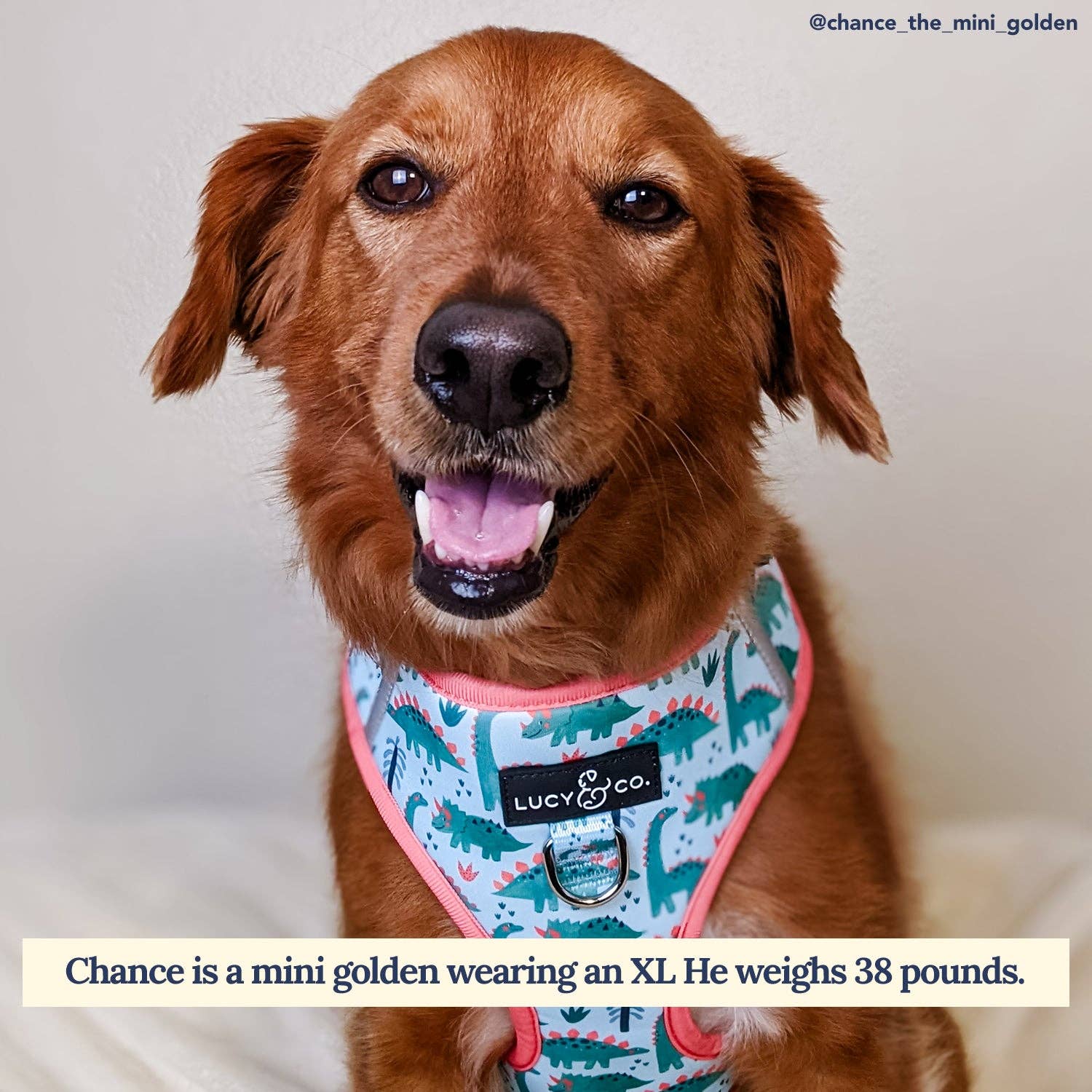 DinoROAR No-Pull Dog Harness