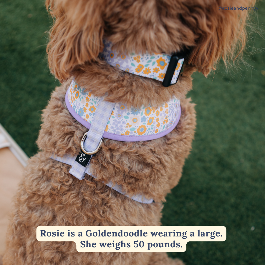 Among the Wildflowers Dog Collar