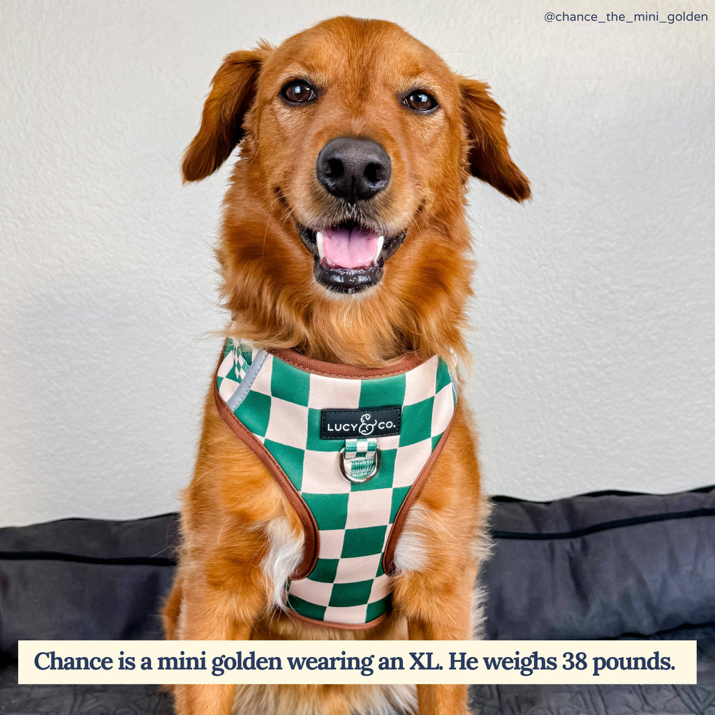 You're a Square No-Pull Dog Harness