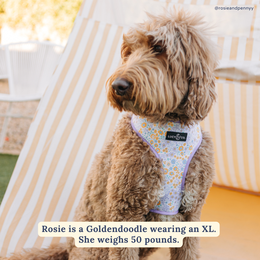 Among the Wildflowers Reversible Dog Harness