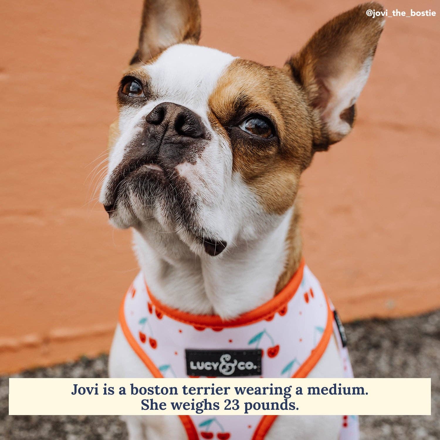 Cheery Cherries Reversible Dog Harness