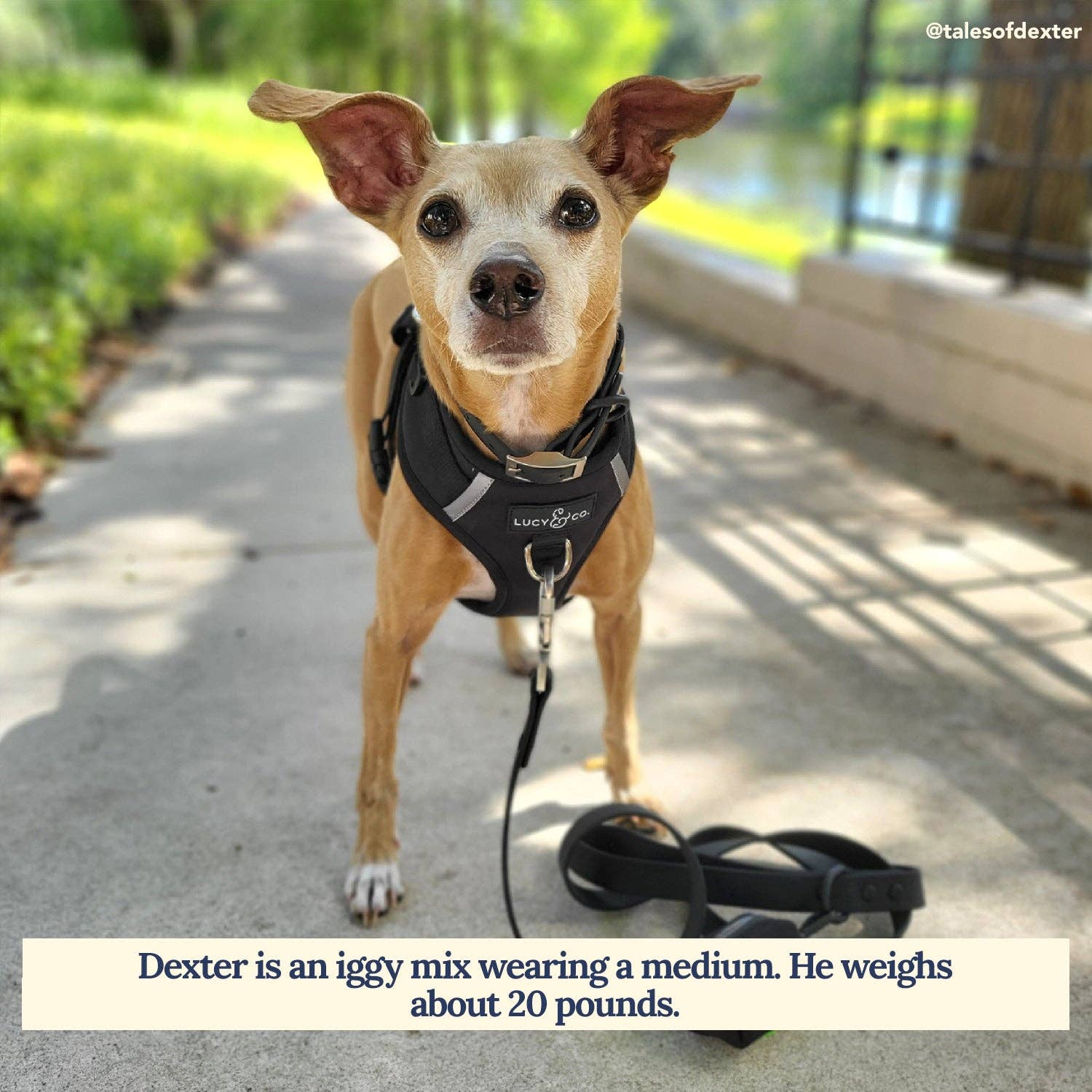Midnight No-Pull Dog Harness