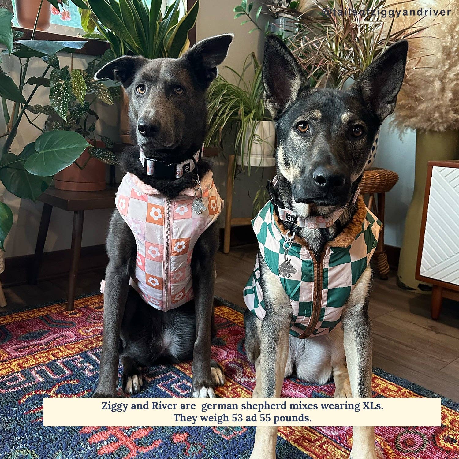 You're a Square Reversible Teddy Dog Vest