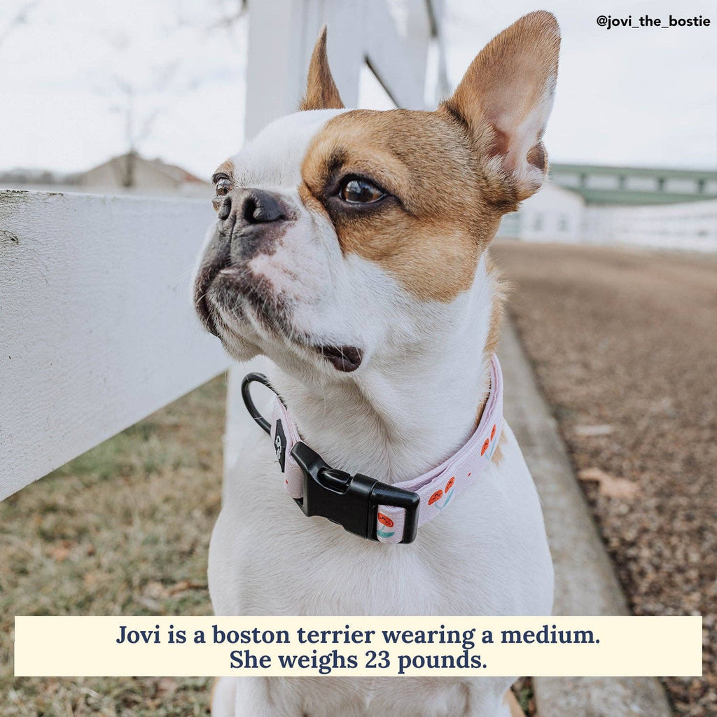 Cheery Cherries Dog Collar