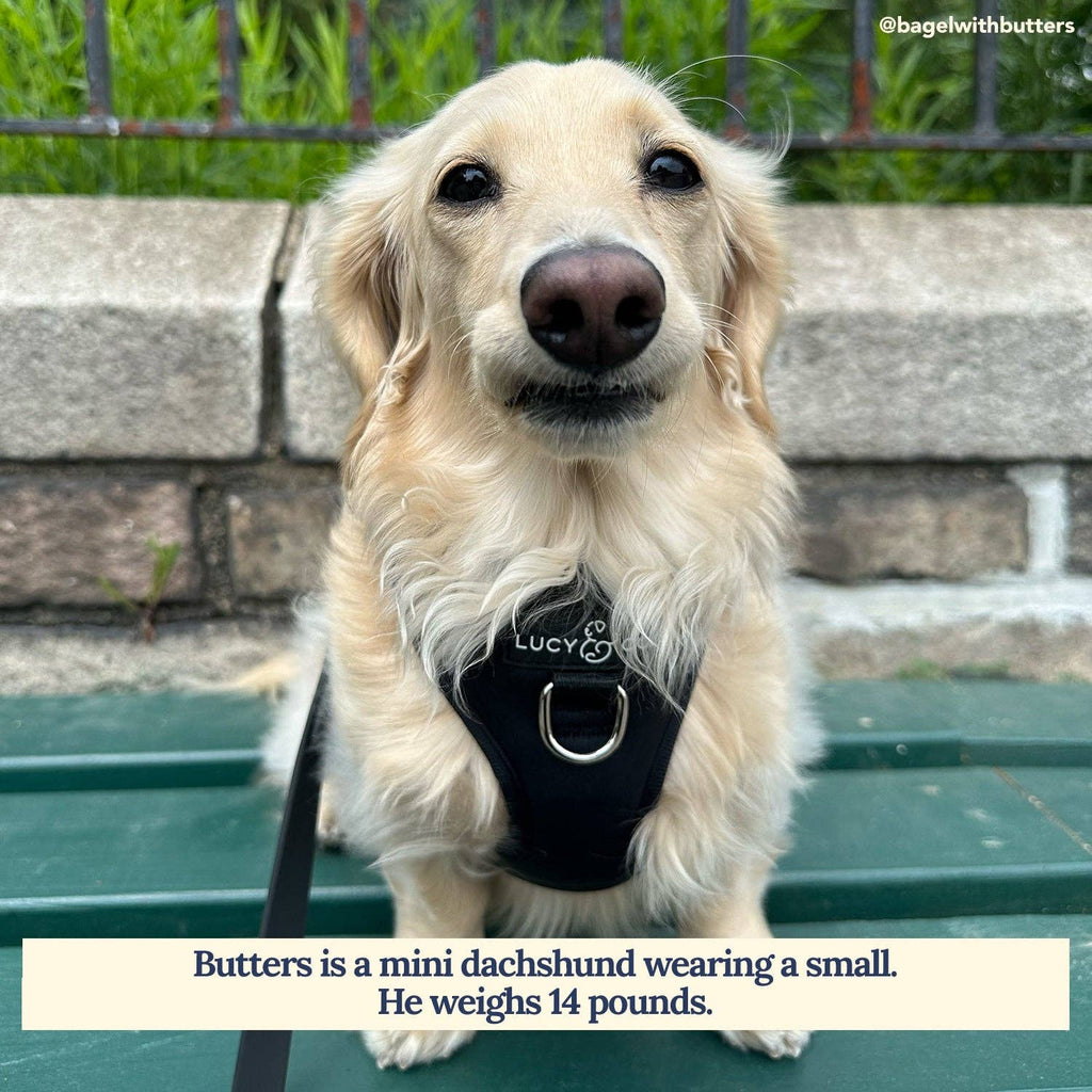 Midnight No-Pull Dog Harness