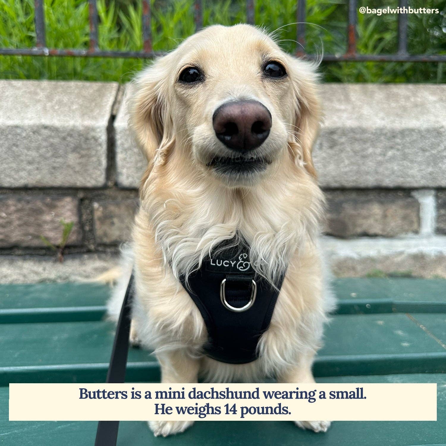 Midnight No-Pull Dog Harness