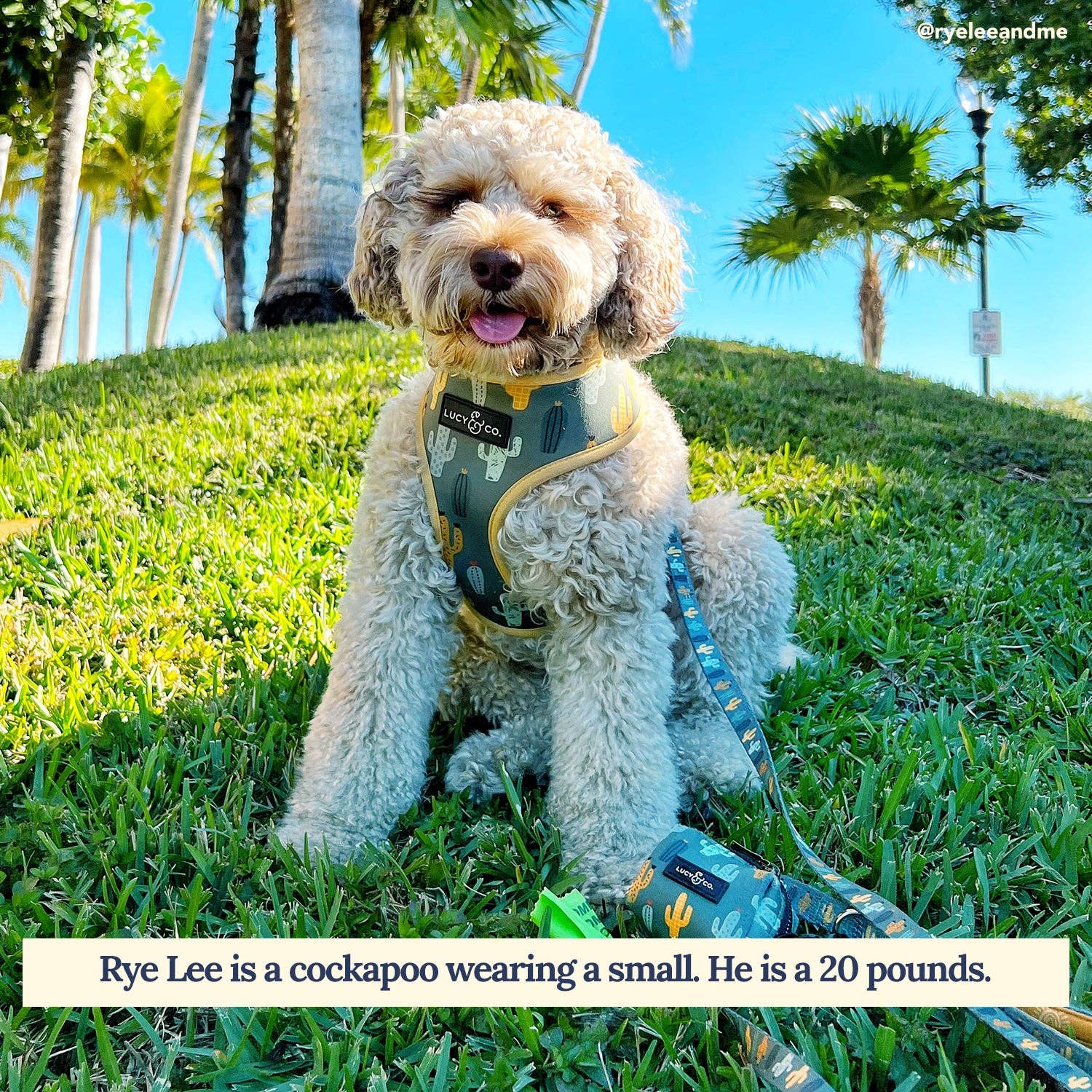 Looking Sharp Dog Leash