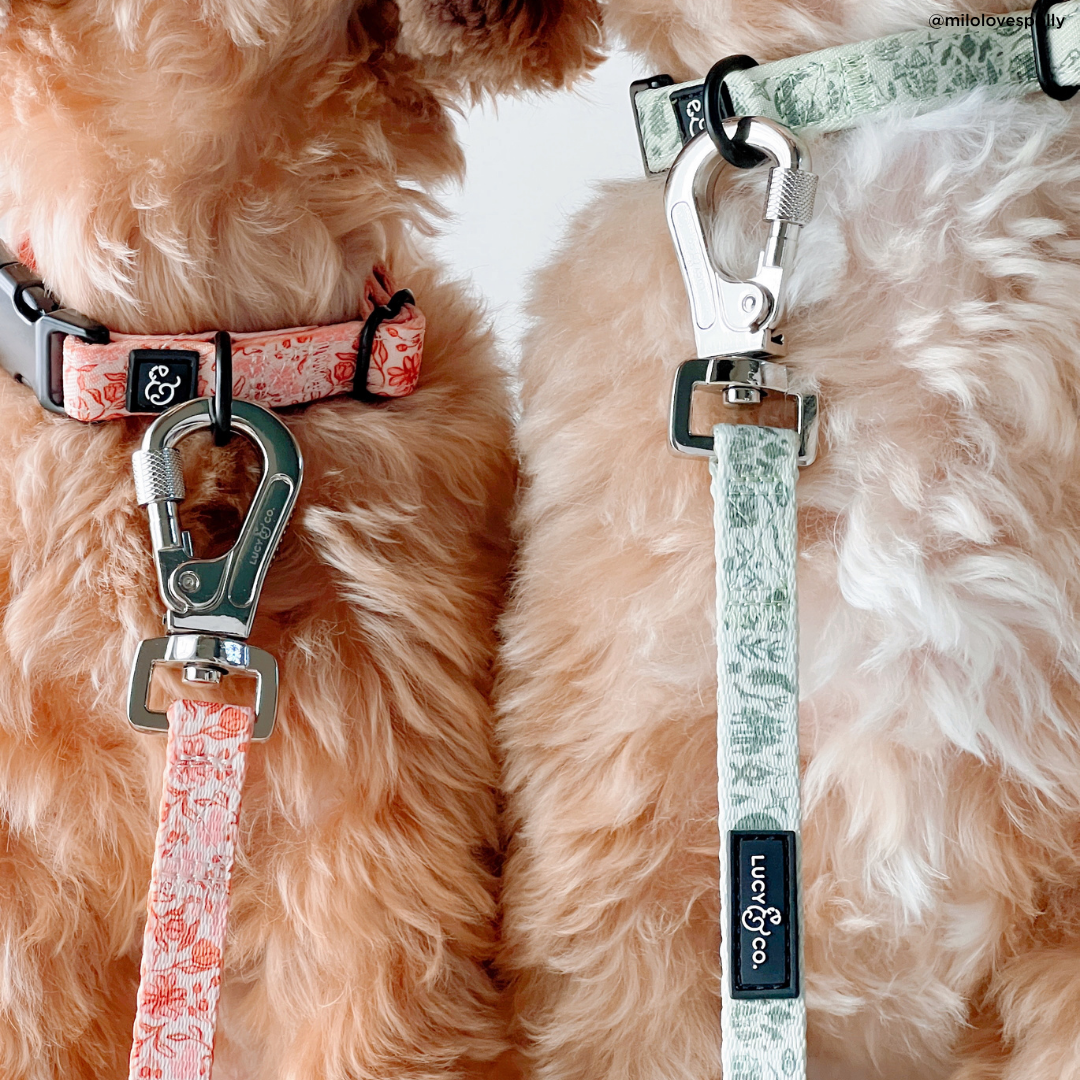 Camp Out Dog Collar
