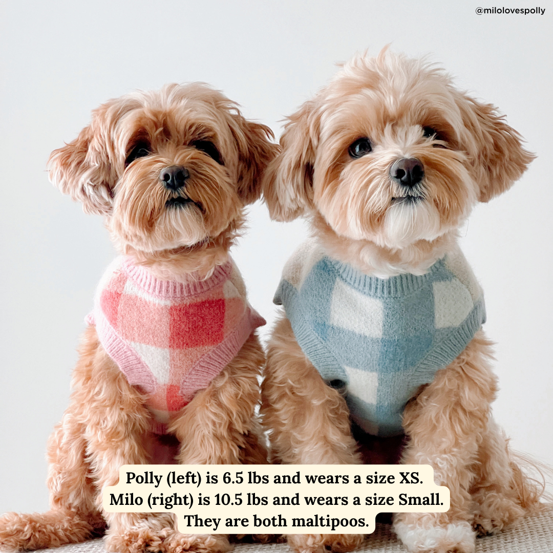 Take a Bow Dog Sweater