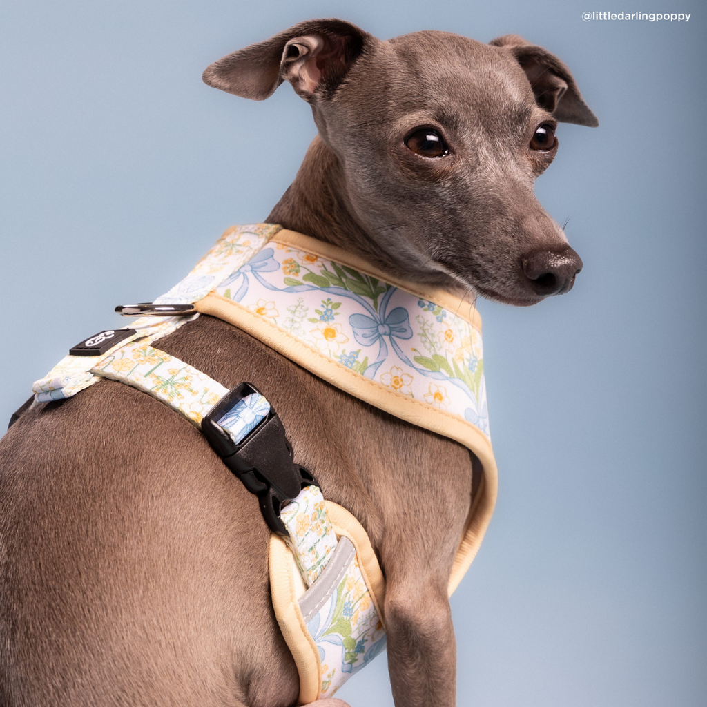 Sunshine and Daffodils Reversible Dog Harness