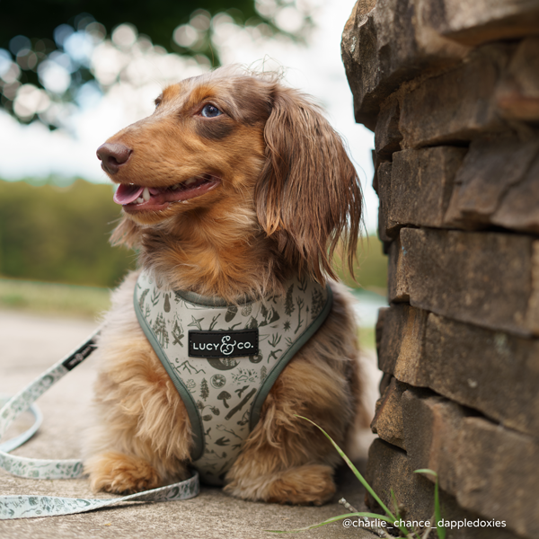 Camp Out Reversible Dog Harness