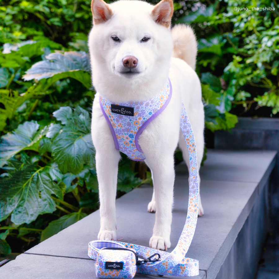 Among the Wildflowers Reversible Dog Harness