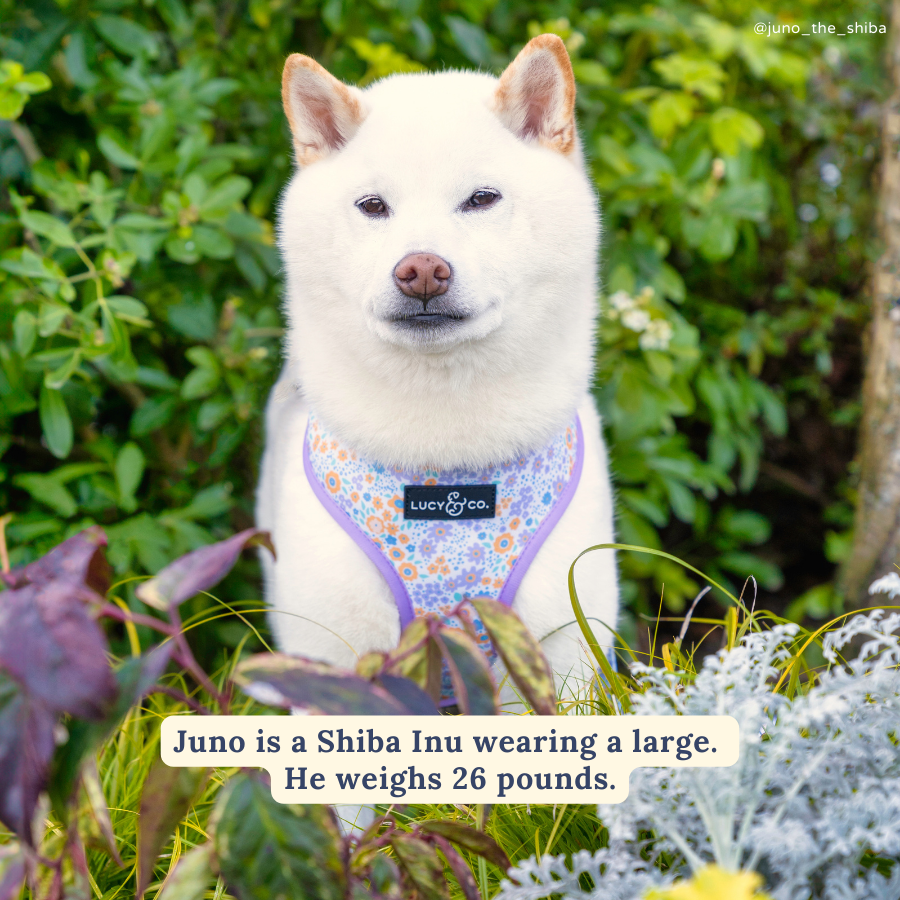 Among the Wildflowers Reversible Dog Harness