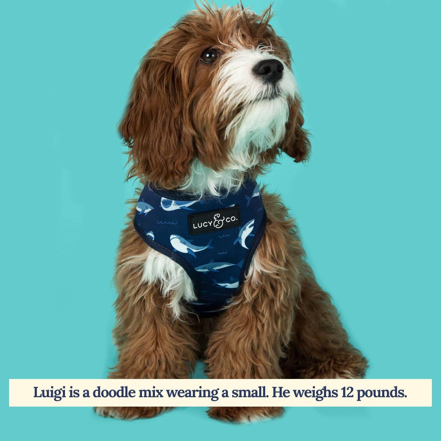Shark Attack Reversible Dog Harness