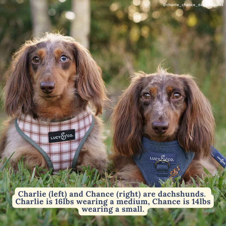 Camp Out Reversible Dog Harness