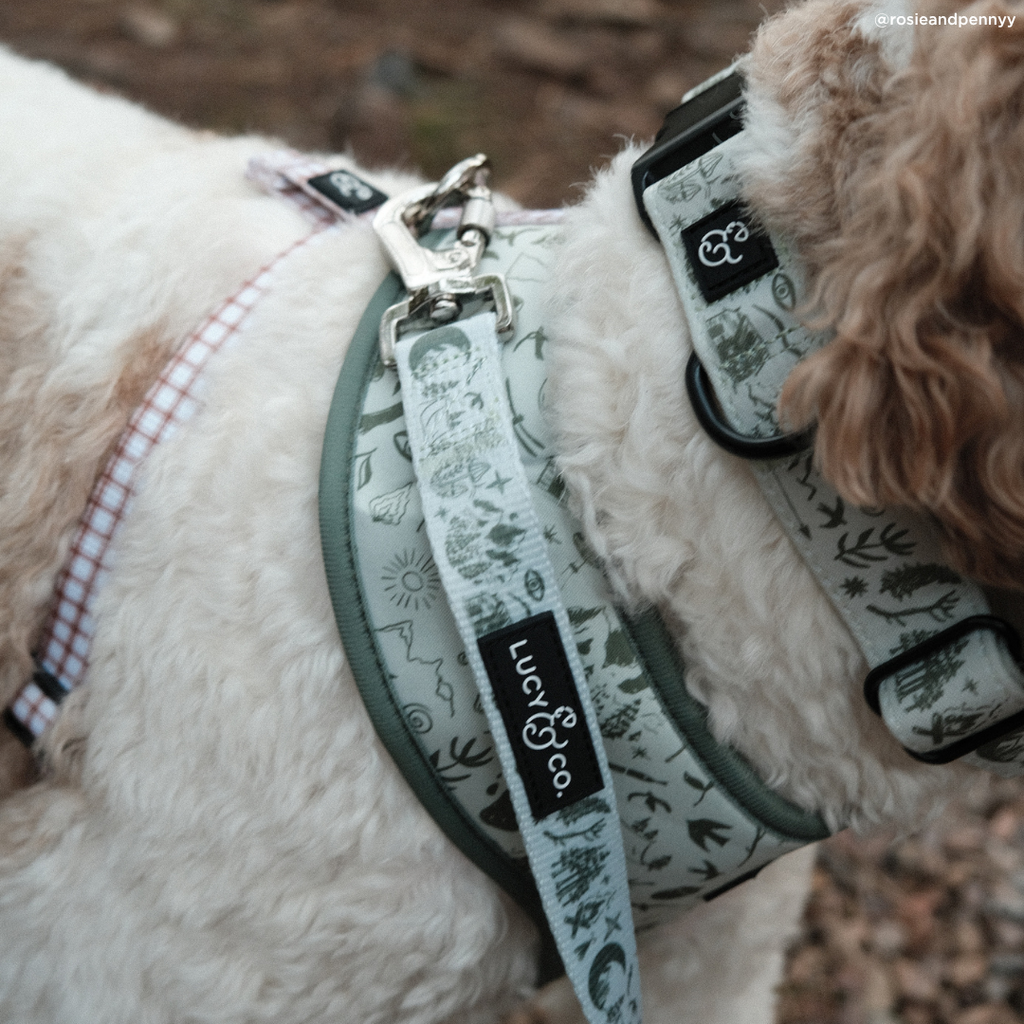Camp Out Dog Collar