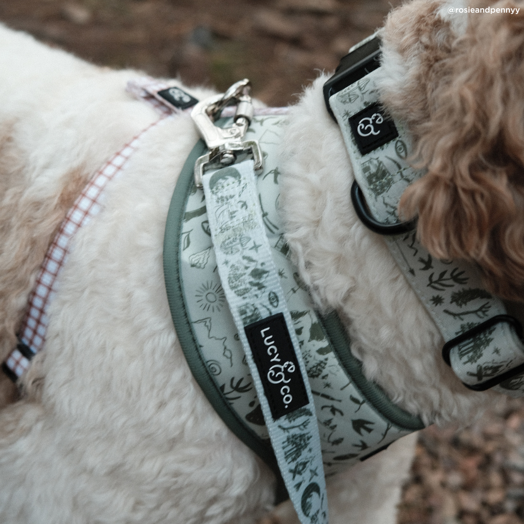 Camp Out Dog Leash