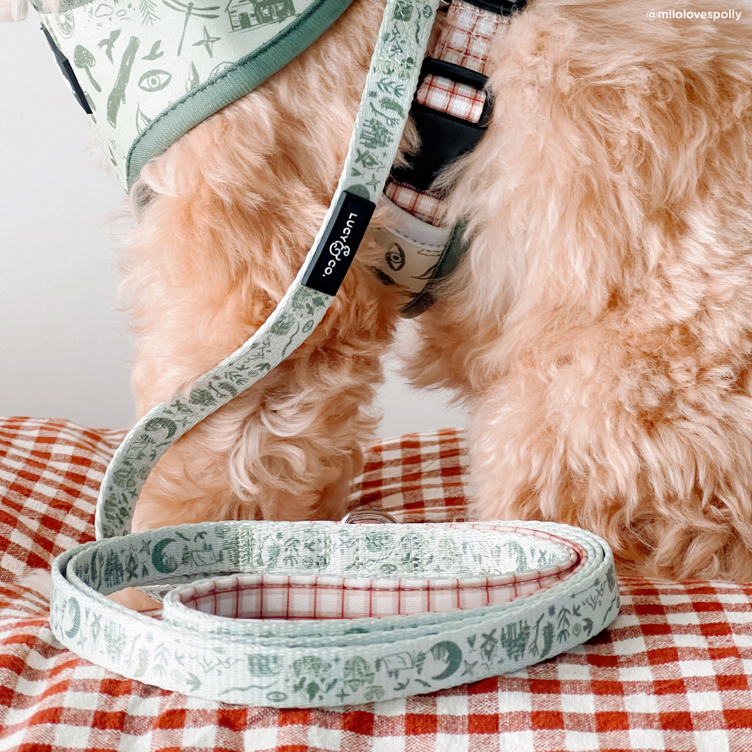 Camp Out Dog Leash