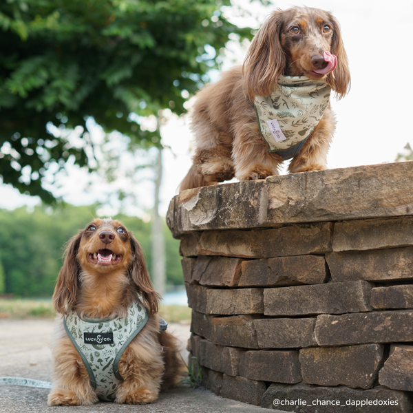 Camp Out Reversible Dog Harness