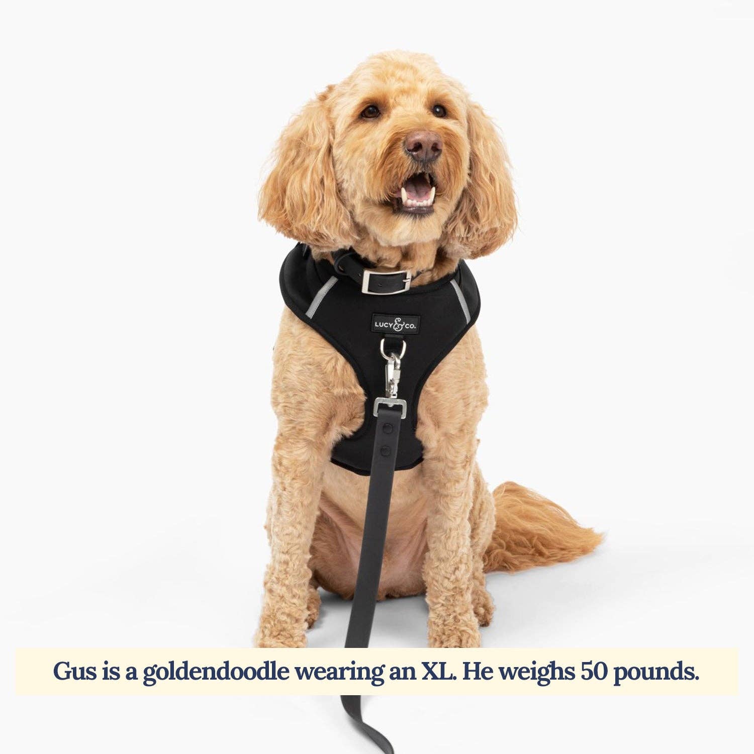 Midnight No-Pull Dog Harness