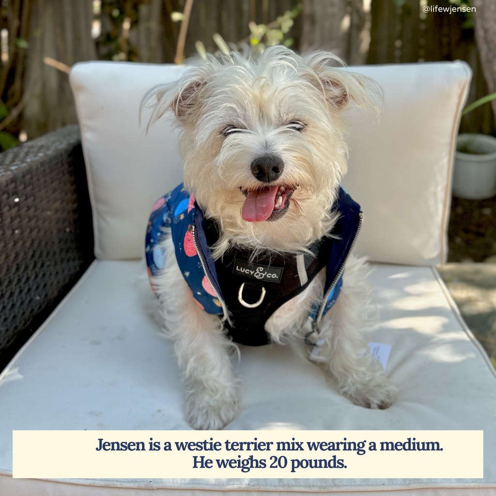 Midnight No-Pull Dog Harness