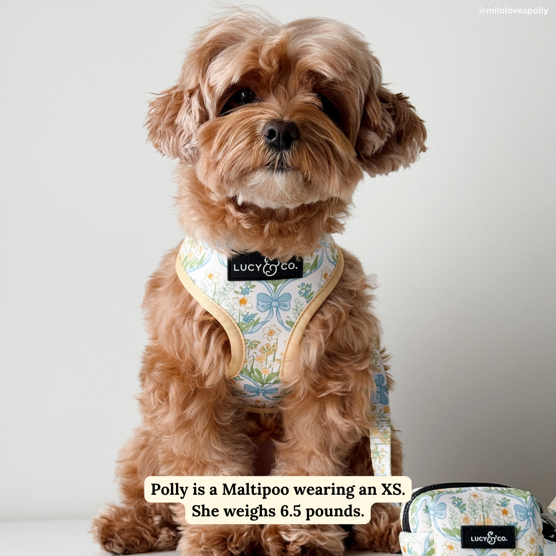 Sunshine and Daffodils Reversible Dog Harness