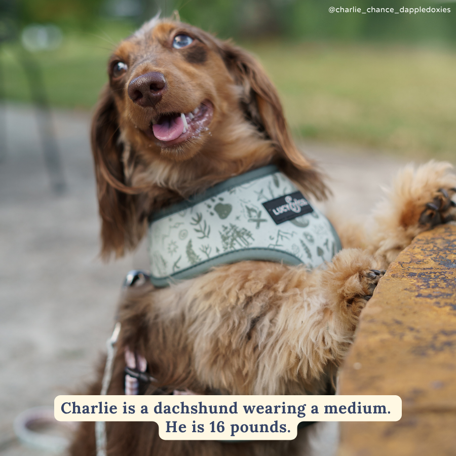 Camp Out Reversible Dog Harness