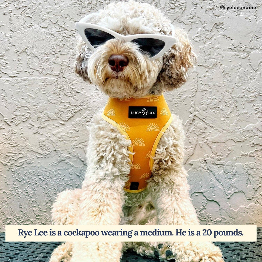 Looking Sharp Reversible Dog Harness