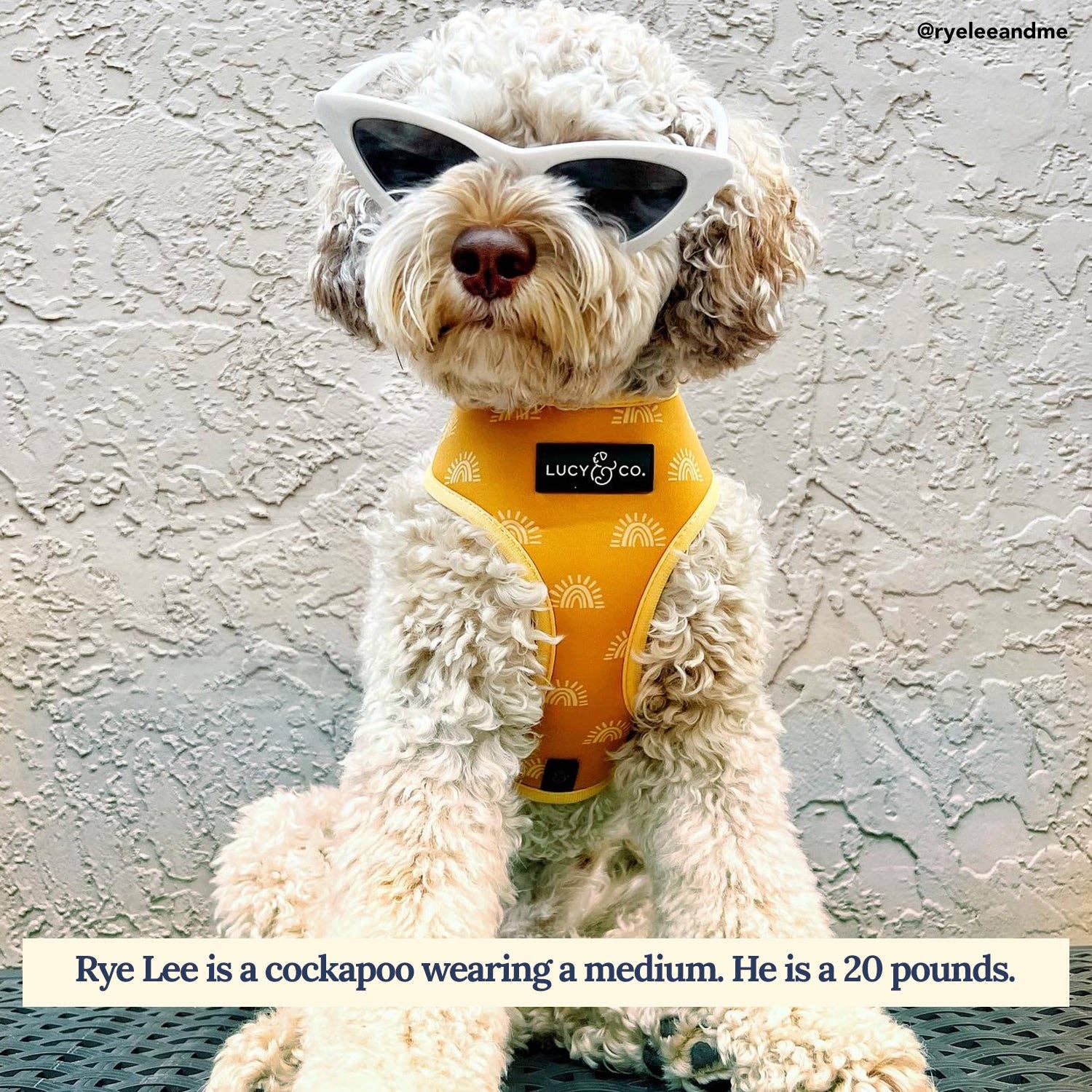 Looking Sharp Reversible Dog Harness