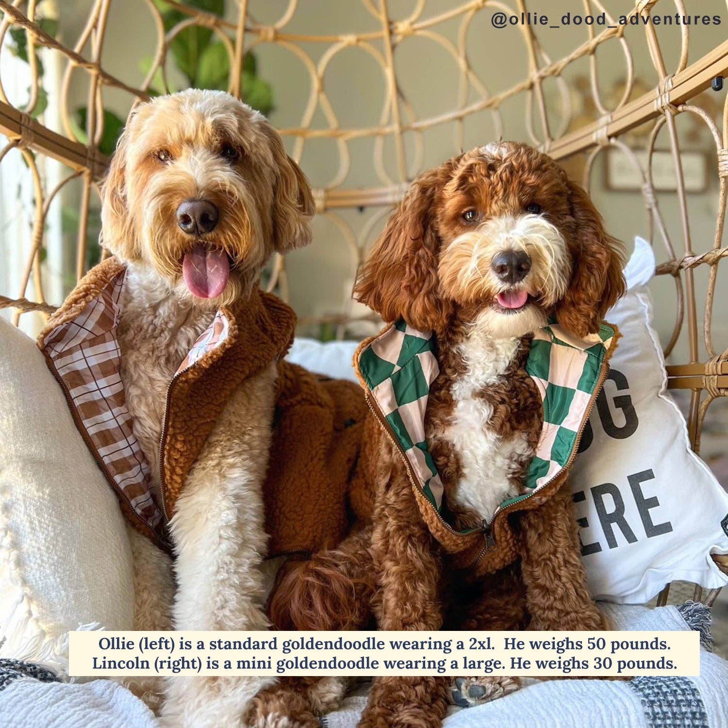 You're a Square Reversible Teddy Dog Vest