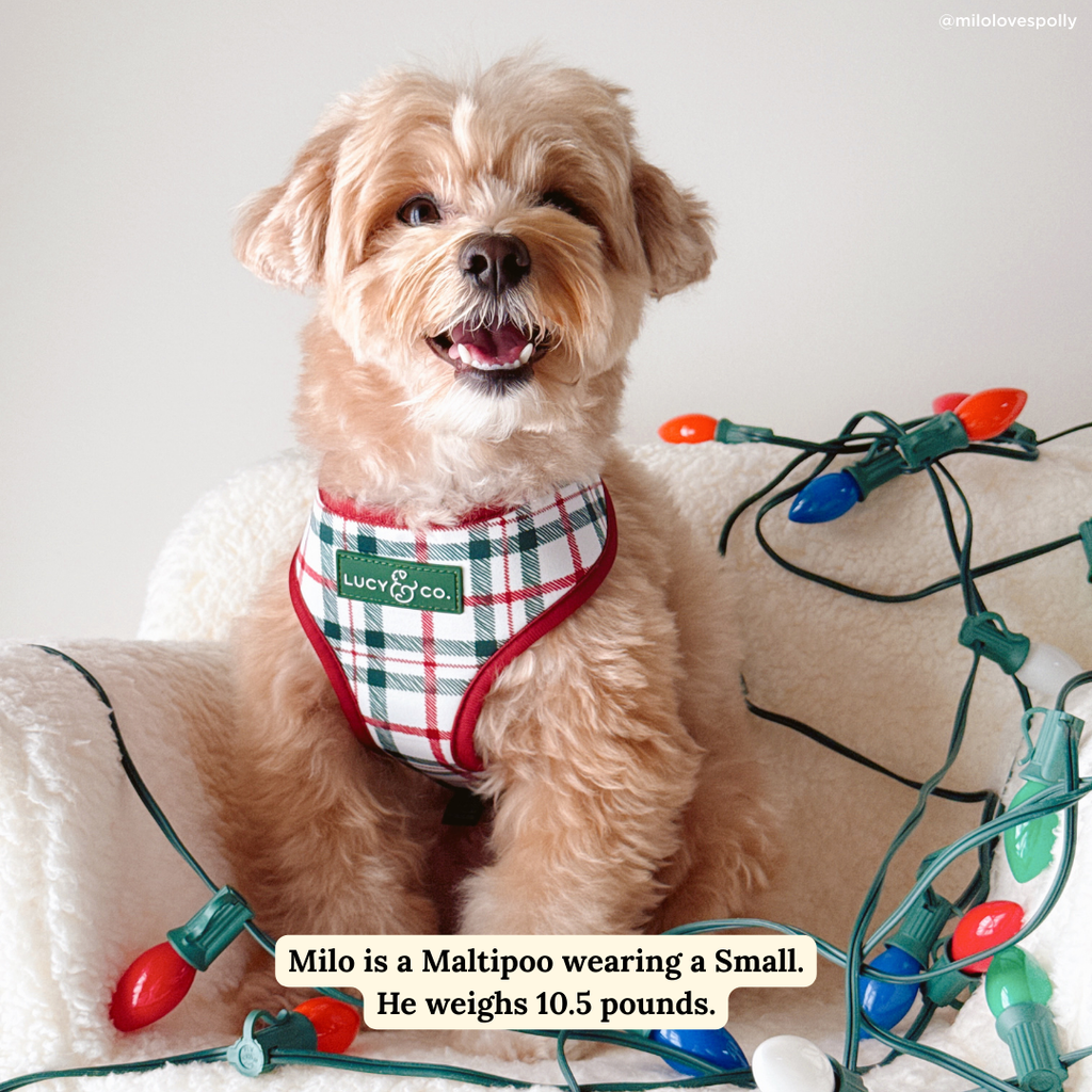 Snow Much Fun Reversible Dog Harness