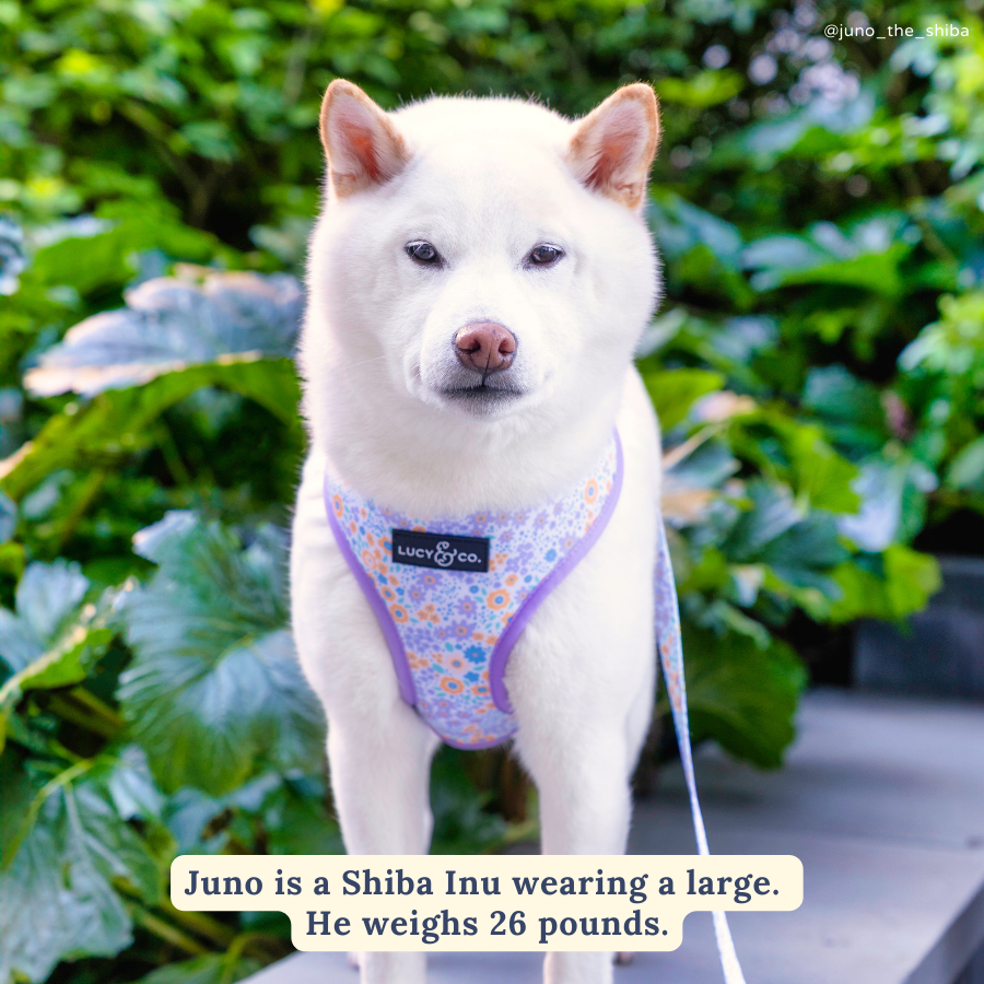 Among the Wildflowers Dog Leash