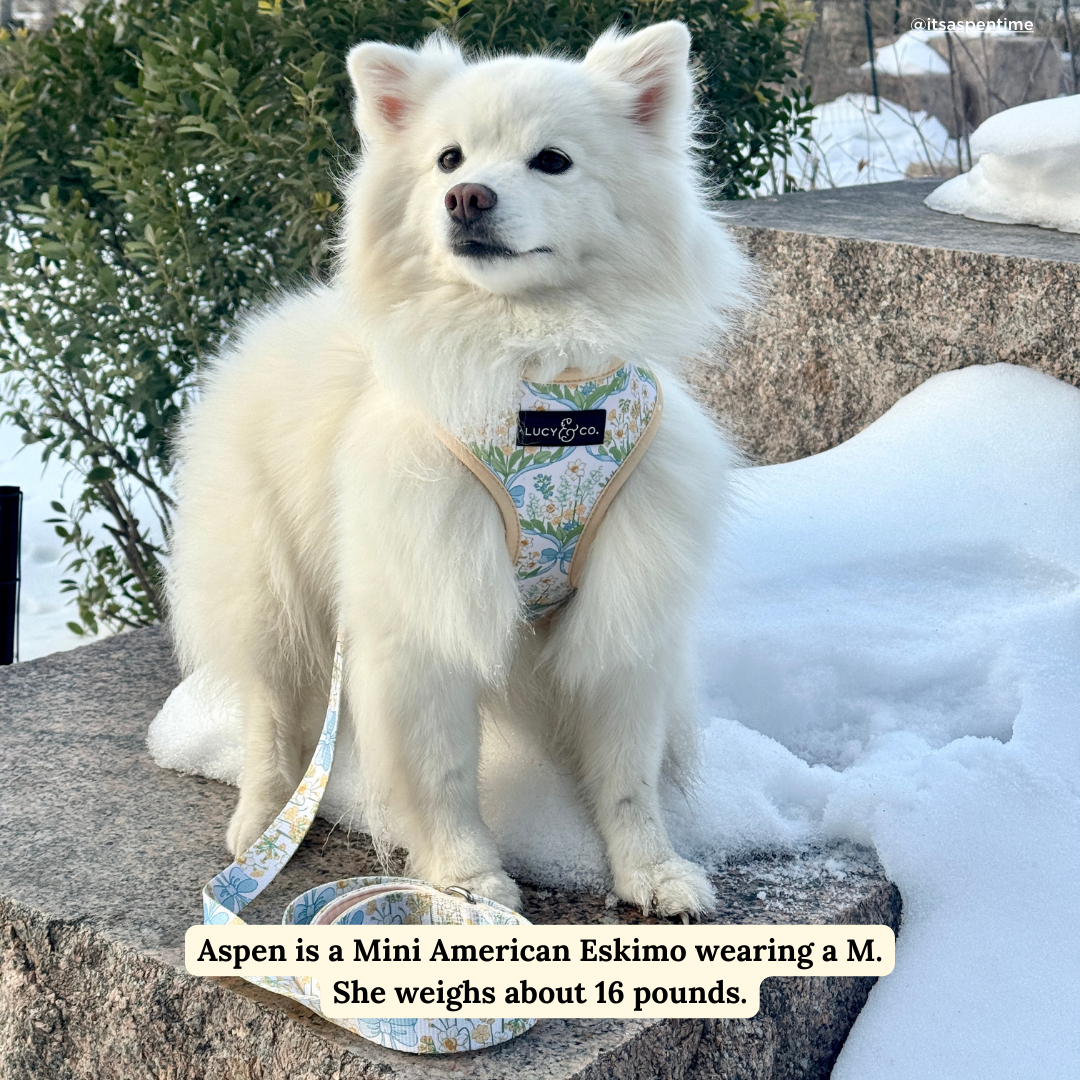 Sunshine and Daffodils Reversible Dog Harness