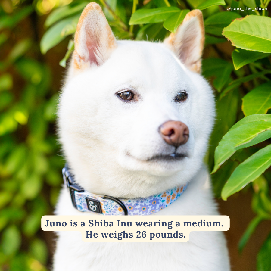 Among the Wildflowers Dog Collar