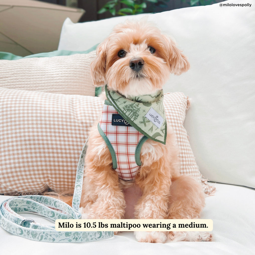 Camp Out Reversible Dog Harness